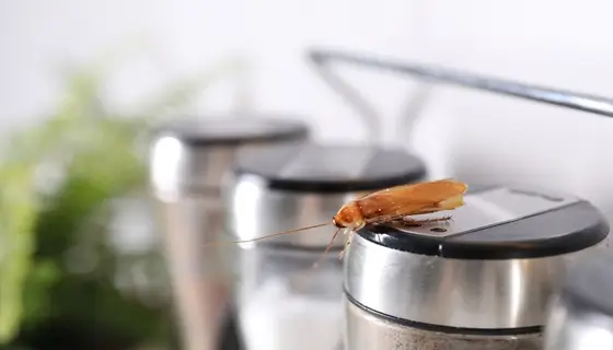 commercial cockroach control