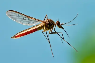 culex mosquito control