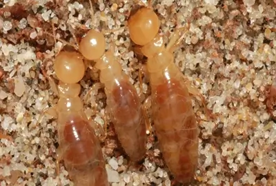 dampwood termite
