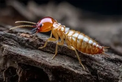 drywood termites