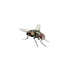 flies service