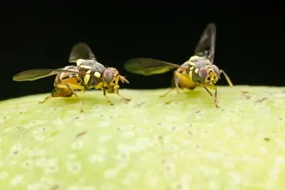 fruit flies in dubai