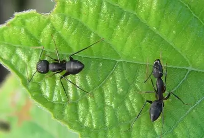 garden ants in dubai