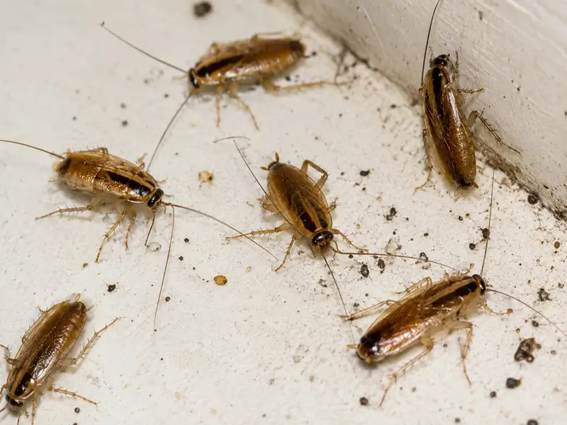 german cockroaches