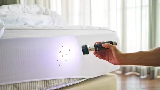 heat treatment for beg bugs