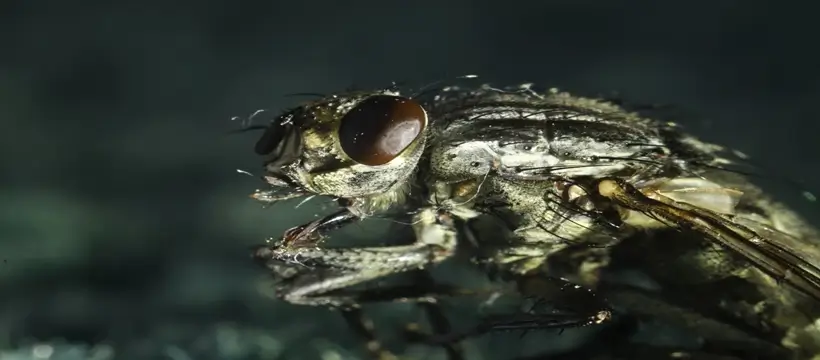 horse flies in dubai
