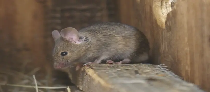 house mouse removal