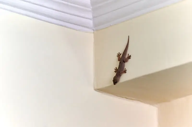 Lizard Control in Dubai