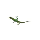 lizard service
