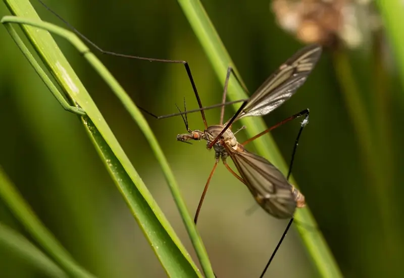 mosquito control cost