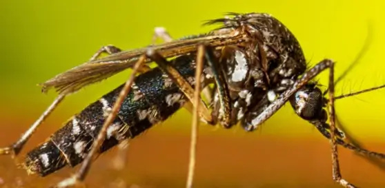 mosquito control