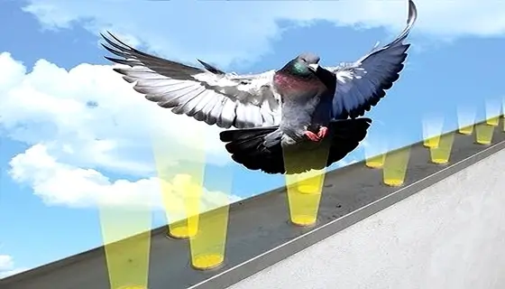 optical bird gel
