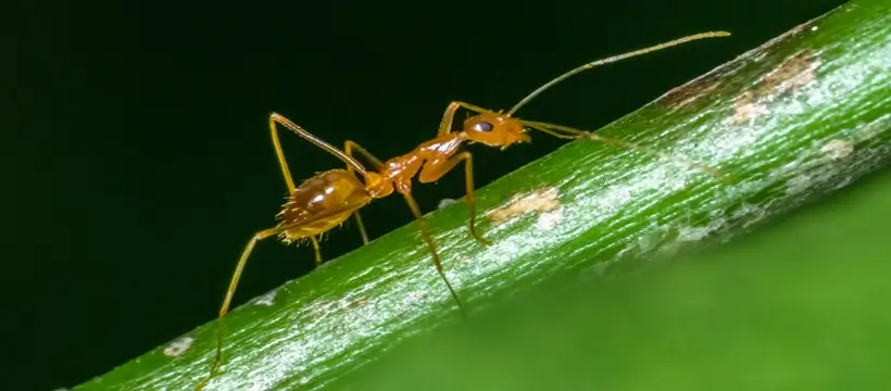 pharaoh ants in dubai