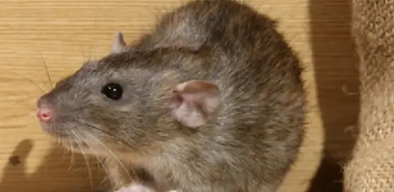 rodent control