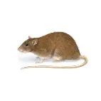 rodent service