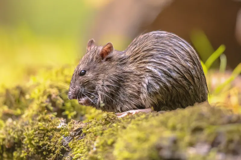 rodents control cost