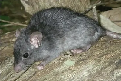 roof rat control