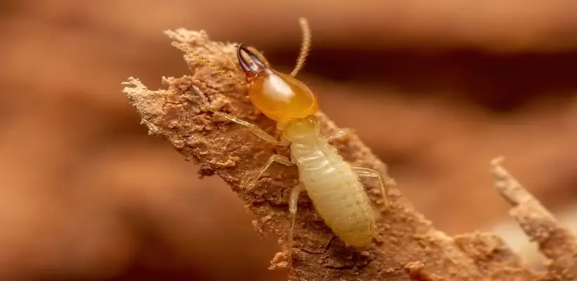 subterranean termites