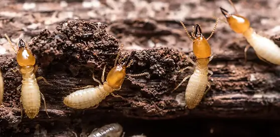 termite control