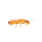termite service