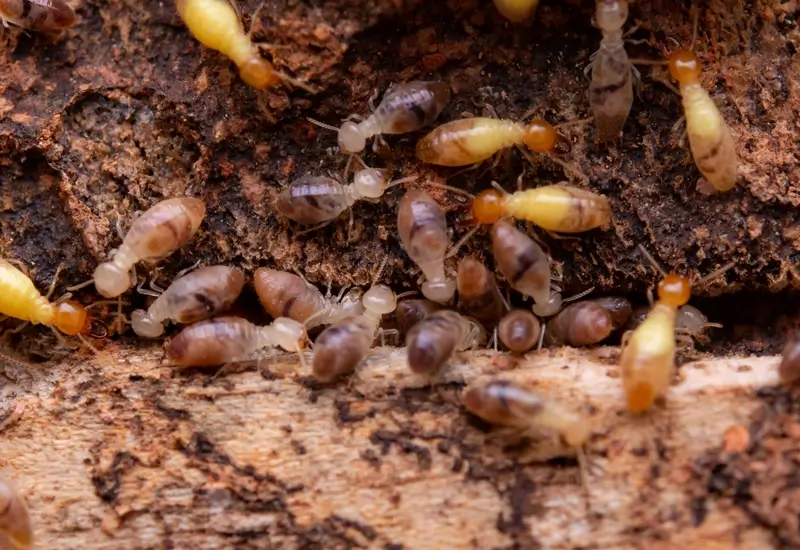 termites cost