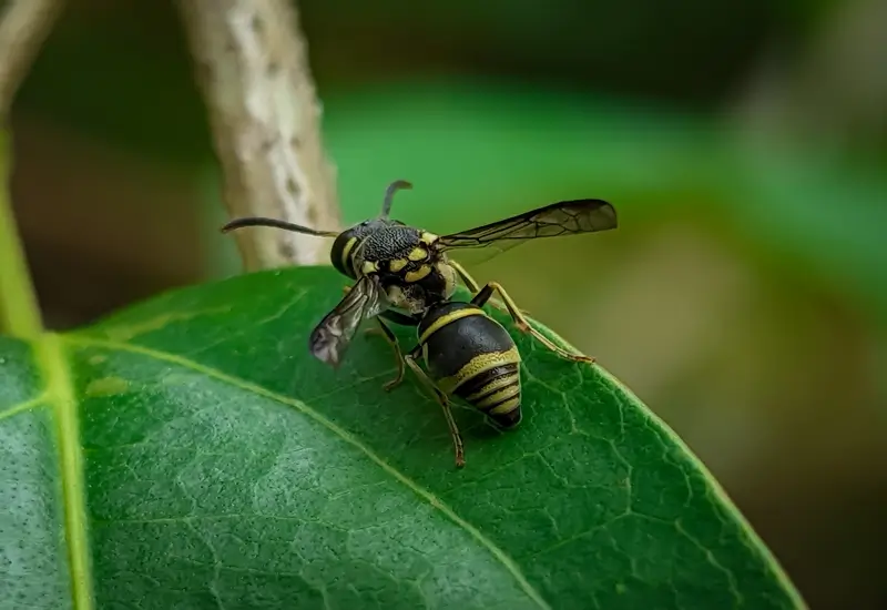 wasps cost image