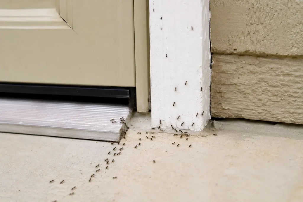 ant control in dubai