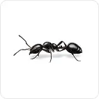 ant