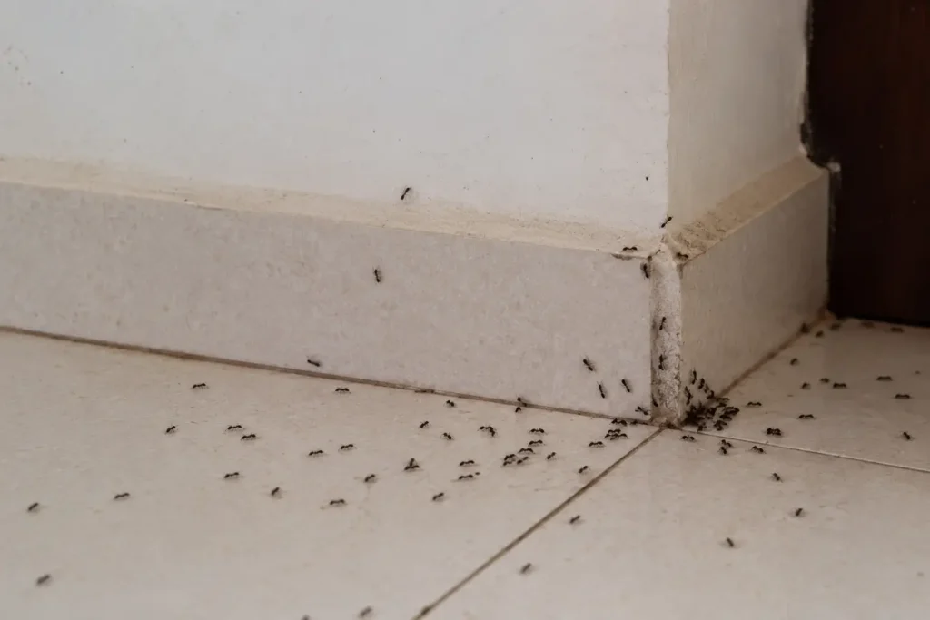 homemade ant killer