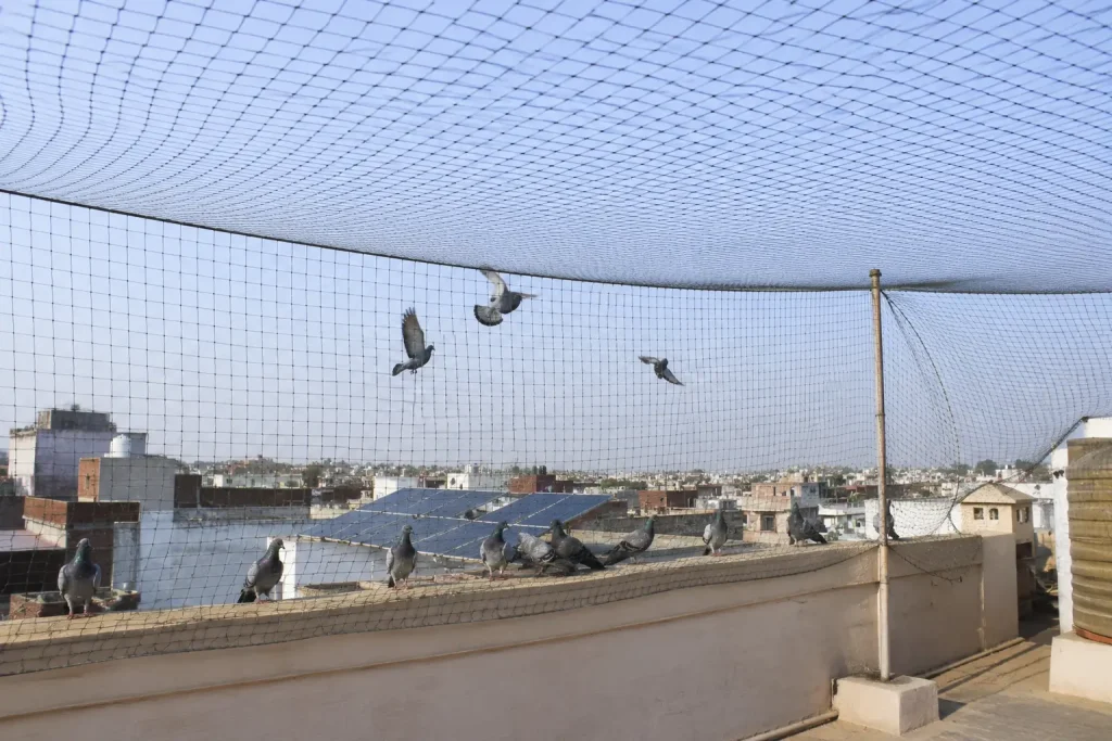 bird netting an effective solution for bird problems in dubai