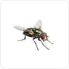 fly
