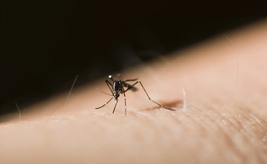 how to prevent dengue fever