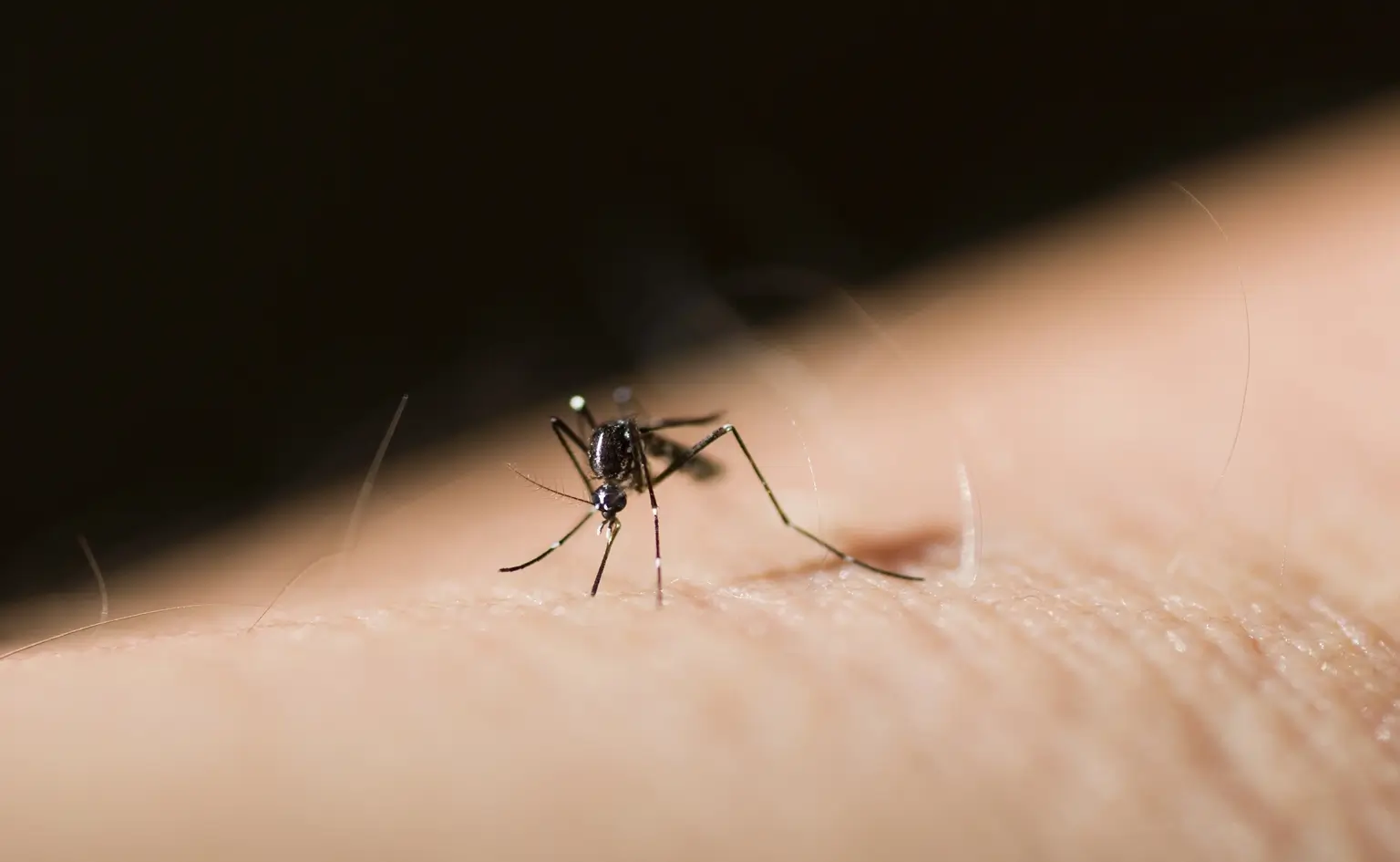 how to prevent dengue fever