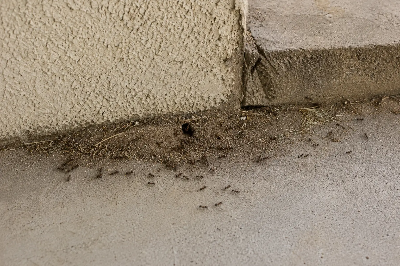 identify hidden ant nests around your home
