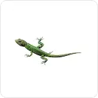 lizard