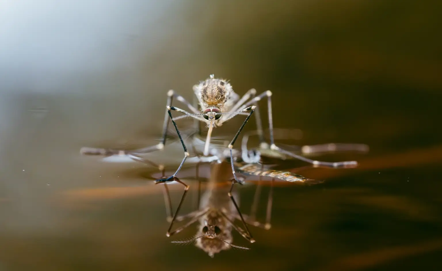 mosquito problem with standing water