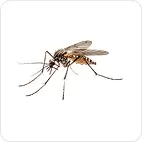mosquito