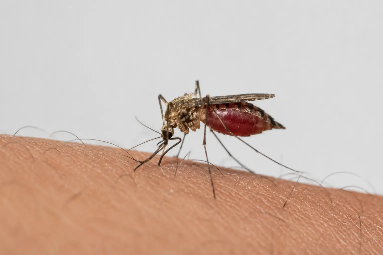 mosquitoes harmful for humans