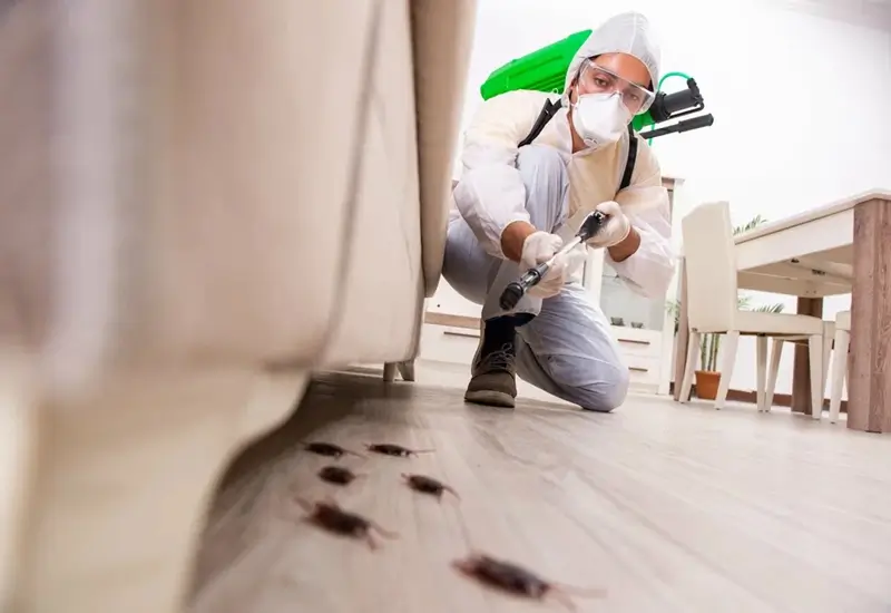 pest control services in jumeirah 2