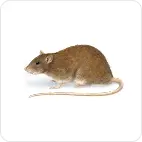 rodents