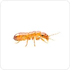 termite