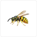 wasp