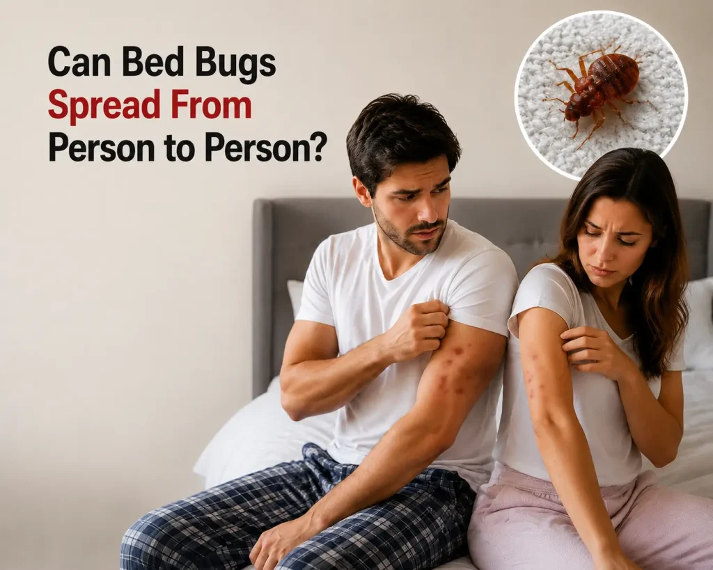 bed bugs spread from person to person