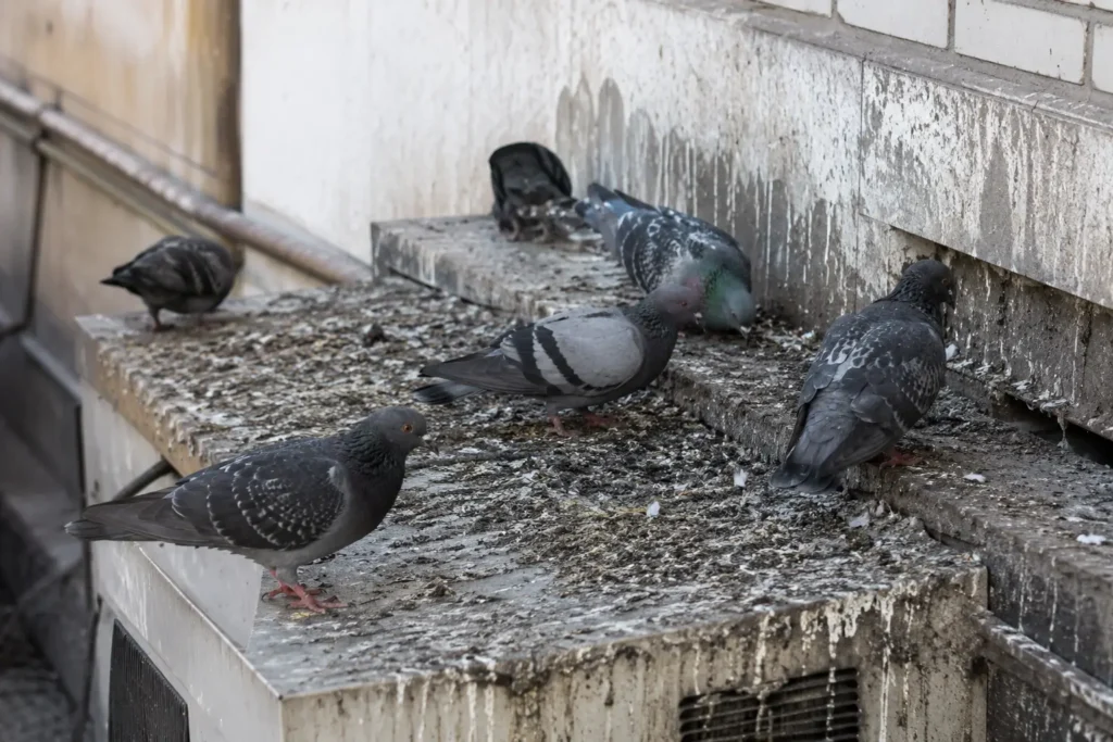 bird infestation