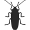 German Cockroach