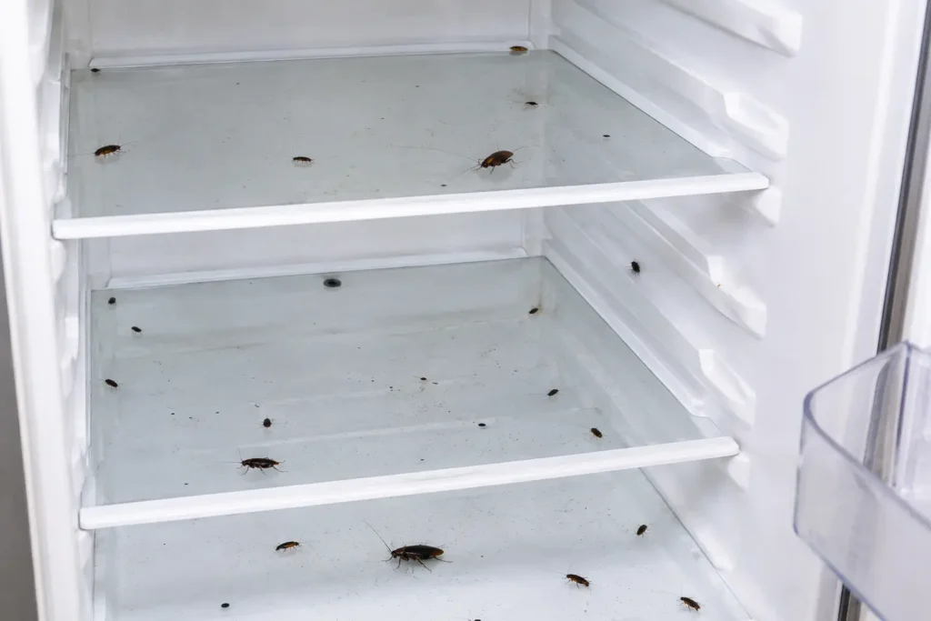 cockroaches in the fridge