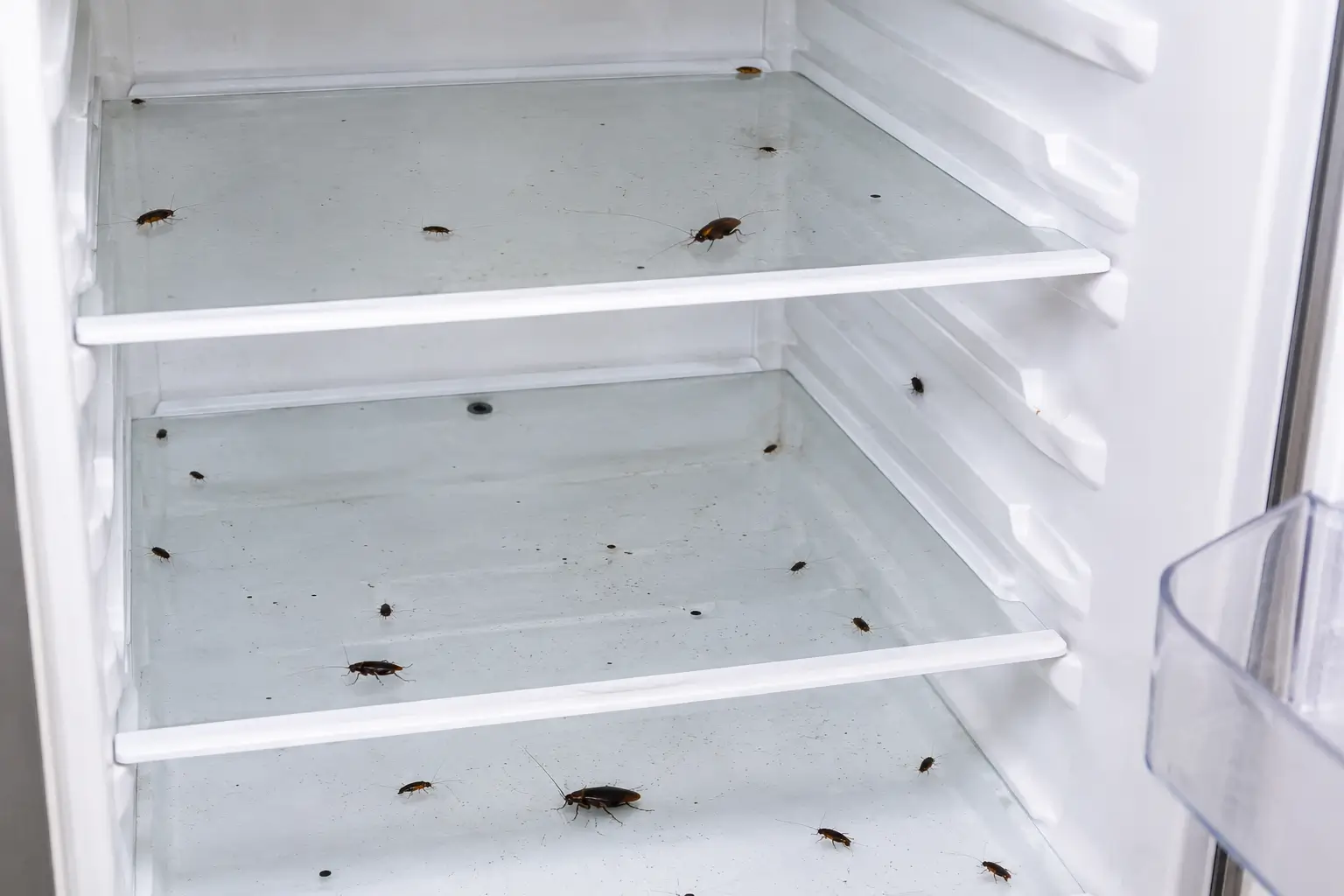 cockroaches in the fridge