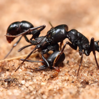 ant control images